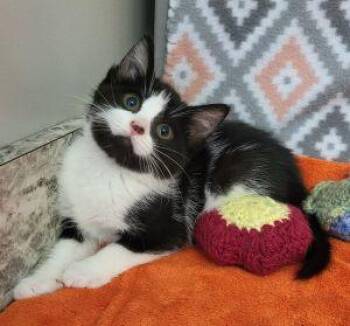 Precious -  Domestic Short Hair Cat for Adoption in Bucyrus, Ohio - Precious | PetCurious