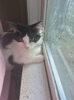 C338 Litter Audrey -  Domestic Long Hair Cat for Adoption in Livonia, Michigan - C338 Litter Audrey | PetCurious