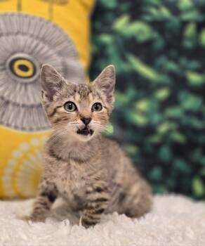 Maverick -  Domestic Short Hair Cat for Adoption in Effingham, Illinois - Maverick | PetCurious