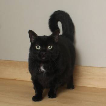 Domestic Short Hair Cats Available for Adoption - Lucky C67977 | PetCurious