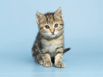 Domestic Short Hair Cats Available for Adoption in Phoenix, Arizona - PRIMA | PetCurious