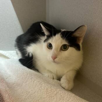 Domestic Short Hair Cats Available for Adoption in Pittsburgh, Pennsylvania - Lilah | PetCurious