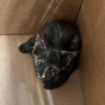 Maybelline -  Domestic Short Hair Cat for Adoption in Tampa, Florida - Maybelline | PetCurious