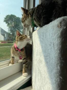 Pearl -  Domestic Short Hair Cat for Adoption - Pearl | PetCurious
