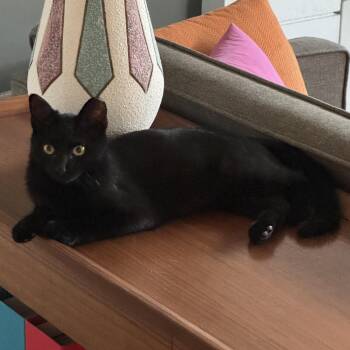 Jetta -  Domestic Short Hair Cat for Adoption in Irvine, California - Jetta | PetCurious