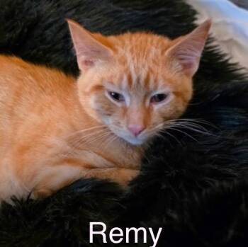 Remy -  Tabby Cat for Adoption in Wyandotte, Michigan - Remy | PetCurious