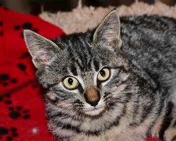 Rescue Domestic Short Hair Cats for Adoption in Corrales, New Mexico - Luke | PetCurious