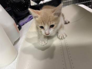 KELP -  Domestic Short Hair Cat for Adoption in Grand Prairie, Texas - KELP | PetCurious