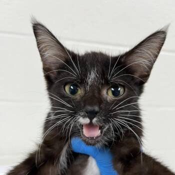 Pipa -  Domestic Short Hair Cat for Adoption in Lyndhurst, Virginia - Pipa | PetCurious