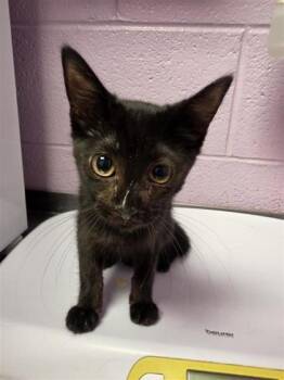 61605650 -  Domestic Short Hair Cat for Adoption in El Paso, Texas - 61605650 | PetCurious