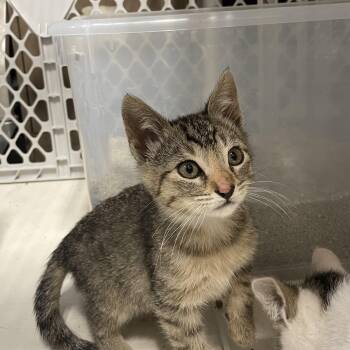 Rescue Tabby and Domestic Short Hair Cats for Adoption in San Jose, California - Vanilla And Frosty (kitten Pair) | PetCurious