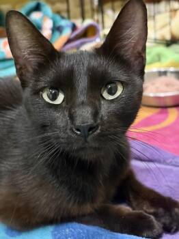 BELLATRIX -  Domestic Short Hair Cat for Adoption in Camarillo, California - BELLATRIX | PetCurious