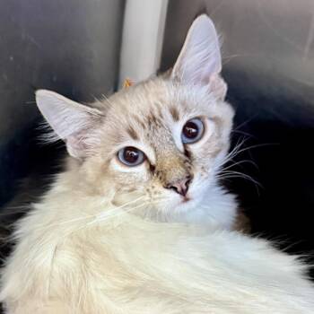 Siamese Cats Available for Adoption in Palm Springs, California - Tamari | PetCurious