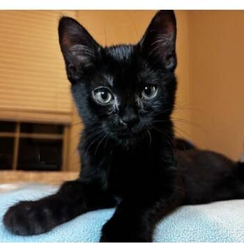 Bayou -  Domestic Short Hair Cat for Adoption in Lafayette, Louisiana - Bayou | PetCurious