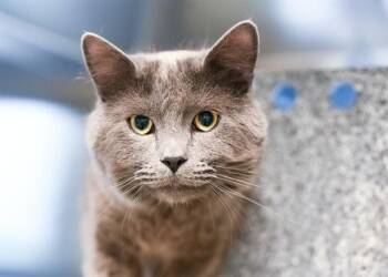 Domestic Short Hair Cats Available for Adoption in Colorado Springs, Colorado - JUST ALLEN | PetCurious