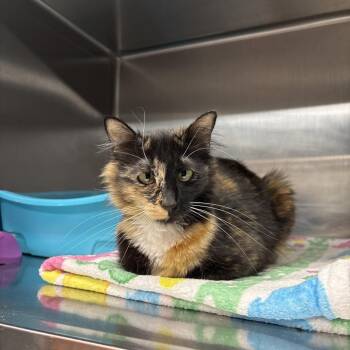 Cross-Stitch -  Domestic Medium Hair Cat for Adoption in Spokane, Washington - Cross-Stitch | PetCurious