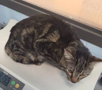 Domestic Short Hair Cats Available for Adoption - Pen 14 Oak | PetCurious