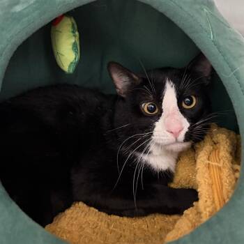 Domestic Short Hair Cats Available for Adoption in Barnstable, Massachusetts - SYLVESTER | PetCurious
