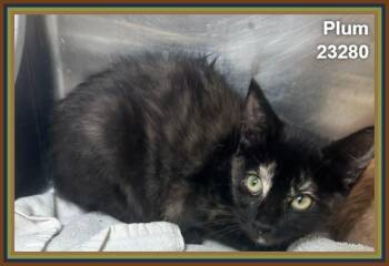 PLUM (see also TANGERINE) -  Domestic Short Hair and Tortoiseshell Cat for Adoption in Marietta, Georgia - PLUM (see Also TANGERINE) | PetCurious