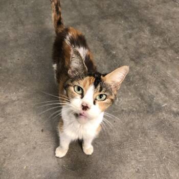 Rescue Domestic Short Hair Cats for Adoption in Clanton, Alabama - Scratchy | PetCurious