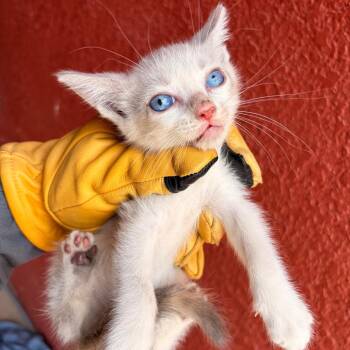Widow -  Domestic Short Hair Cat for Adoption in Edinburg, Texas - Widow | PetCurious