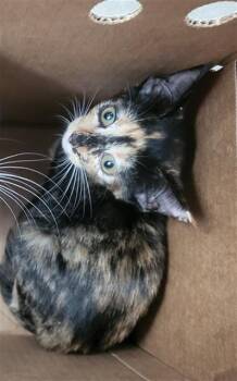 HAZELNUT -  Domestic Short Hair Cat for Adoption in Dallas, Texas - HAZELNUT | PetCurious