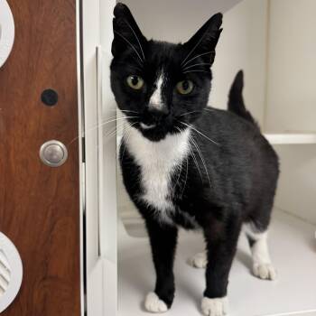 Jesse -  Domestic Short Hair Cat for Adoption in Reisterstown, Maryland - Jesse | PetCurious