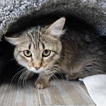 Domestic Long Hair Cats Available for Adoption in Kanab, Utah - Mabel | PetCurious