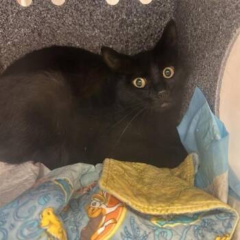 Chamoy -  Domestic Short Hair Cat for Adoption in Salt Lake City, Utah - Chamoy | PetCurious