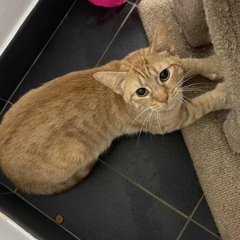 Rescue Domestic Short Hair Cats for Adoption in North Haven, Connecticut - Cicada | PetCurious