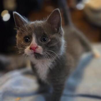 Krusty Crab -  Domestic Medium Hair Cat for Adoption in Wappingers Falls, New York - Krusty Crab | PetCurious