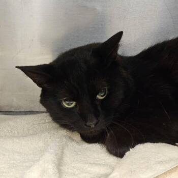 Hawthorn -  Domestic Short Hair Cat for Adoption in Martinsville, Virginia - Hawthorn | PetCurious
