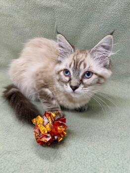 Siamese Cats Available for Adoption in Grants Pass, Oregon - Aspen | PetCurious