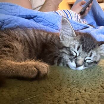 Grackle -  Domestic Short Hair Cat for Adoption in Bryan, Texas - Grackle | PetCurious