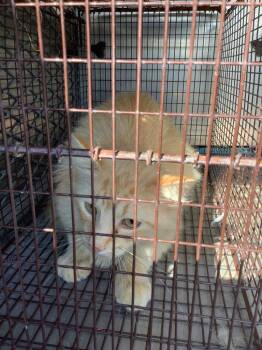 Domestic Short Hair Cats Available for Adoption in New Braunfels, Texas - Flip | PetCurious