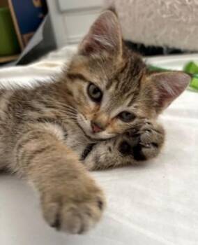 Olive -  Domestic Short Hair Cat for Adoption in New Hope, Pennsylvania - Olive | PetCurious