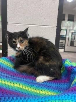 Dorothy -  Domestic Short Hair Cat for Adoption in Dalton, Georgia - Dorothy | PetCurious