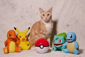 Rescue Domestic Short Hair Cats for Adoption in Riverside, California - Fennekin | PetCurious