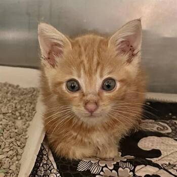 LOUIS -  Domestic Short Hair Cat for Adoption in Riverside, California - LOUIS | PetCurious