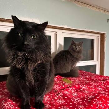 Maine Coon Cats Available for Adoption - Boogie  & Bayla | PetCurious