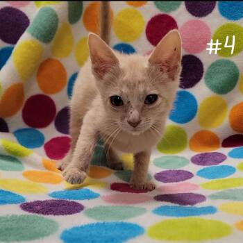 Caboose -  Domestic Short Hair Cat for Adoption in Parkersburg, West Virginia - Caboose | PetCurious