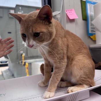 Cat Cobain -  Domestic Short Hair Cat for Adoption in Columbiana, Alabama - Cat Cobain | PetCurious