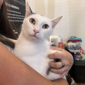 Yang -  Domestic Short Hair and Turkish Van Cat for Adoption in Villa Park, California - Yang | PetCurious