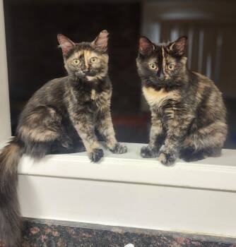 Rescue Tortoiseshell Cats for Adoption - Frappuccino And Cappuccino | PetCurious