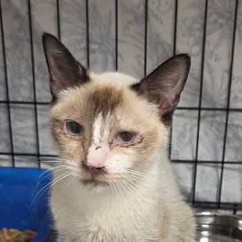 Gracie -  Siamese Cat for Adoption in Bronson, Florida - Gracie | PetCurious