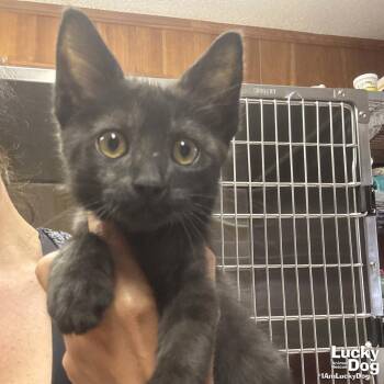 Oxford -  Domestic Short Hair Cat for Adoption in Washington, District Of Columbia - Oxford | PetCurious