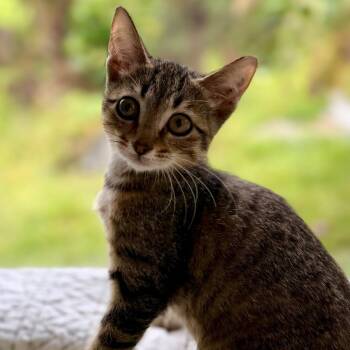 Colby -  Domestic Short Hair Cat for Adoption in Volcano, Hawaii - Colby | PetCurious