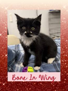 Rescue Domestic Short Hair Cats for Adoption in Howes Cave, New York - Bone In Wing | PetCurious