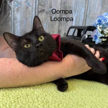 Oompa Loompa -  Domestic Short Hair Cat for Adoption in Parkersburg, West Virginia - Oompa Loompa | PetCurious