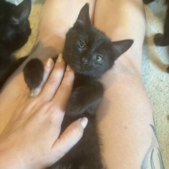Domestic Short Hair Cats Available for Adoption in Richmond, Virginia - Orchid | PetCurious